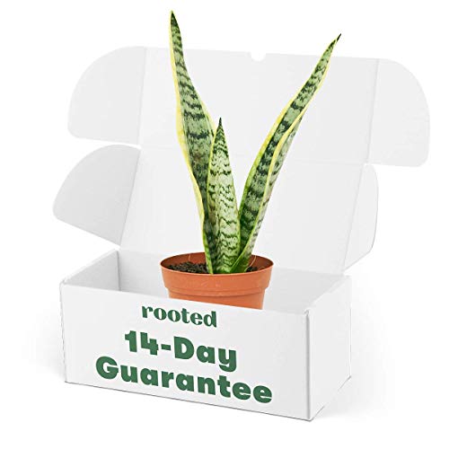 Rooted Yellow Snake Plant, Live, Easy to Grow, and Low Maintenance...