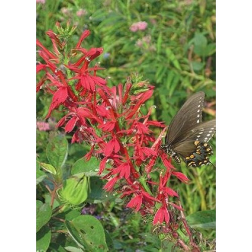 Cardinal Flower Lobelia cardinalis, Seed Packet, True Native Seed