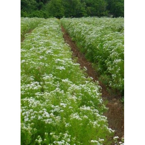 Hairy Mountain Mint Pycnanthemum pilosum, Seed Packet, True Nati...
