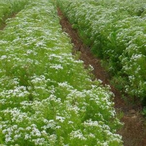 Hairy Mountain Mint Pycnanthemum pilosum, Seed Packet, True Nati...
