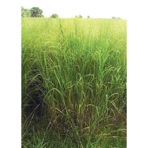 Switchgrass - Cave-in-Rock Panicum virgatum, Seed Packet, True N...