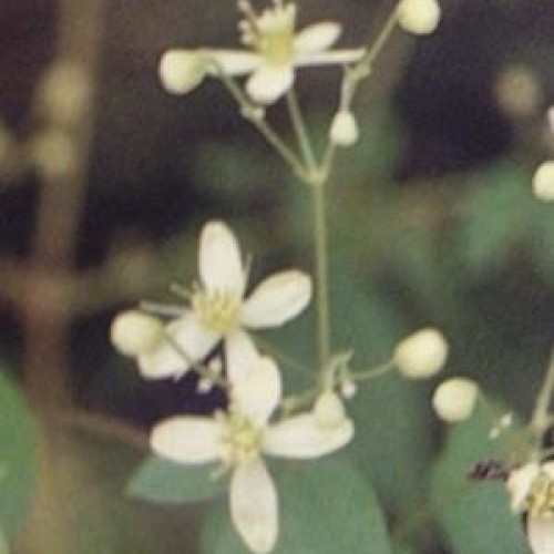Virgins Bower Clematis virginiana, Seed Packet, True Native Seed