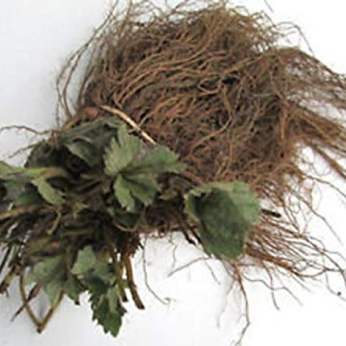 RubyShop724 25pcs Camarosa Strawberry Bare Root