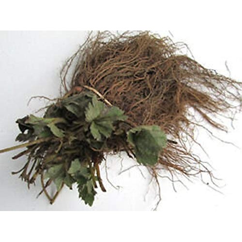 RubyShop724 25pcs Camarosa Strawberry Bare Root