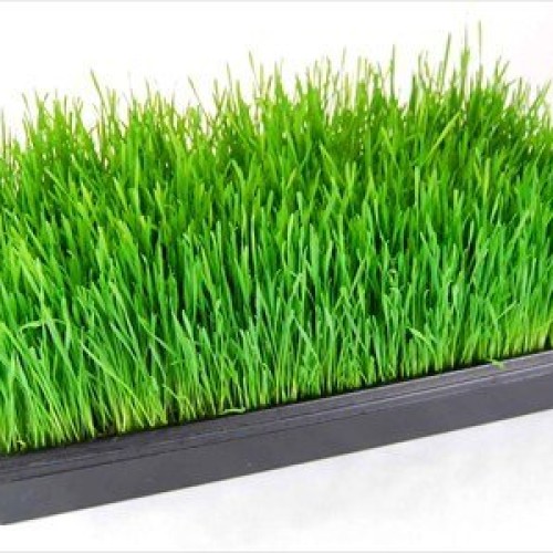 10 Pack of Durable Black Plastic Growing Trays Without Drain Hole...