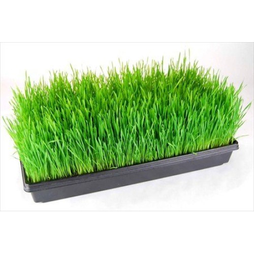 10 Pack of Durable Black Plastic Growing Trays Without Drain Hole...