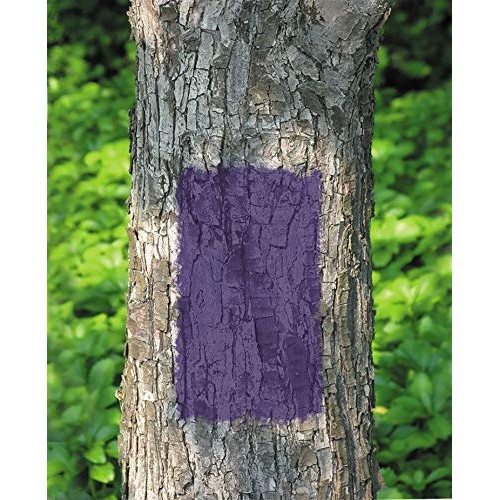 RUST-OLEUM 270970 Specialty Purple Hunting Spray Paint, 12 Ounce