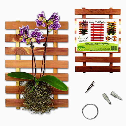 Rustic Craftsman Cedar Wall Planter 12 X 17.5 for Succulents, Ai...