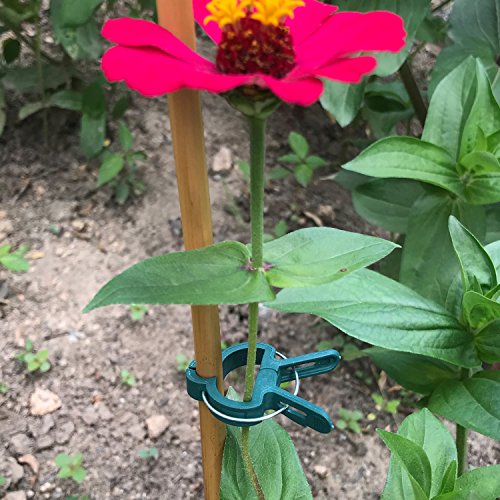 Sago Brothers Plant Support Clips 40 PCS for Gardening, Gentle Pla...