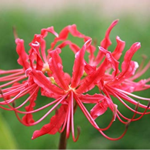 Heirloom Red Spider Lily Lycoris Radiata Bulbs, Fall Blooming Pe...