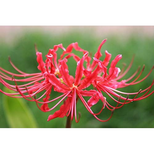 Heirloom Red Spider Lily Lycoris Radiata Bulbs, Fall Blooming Pe...