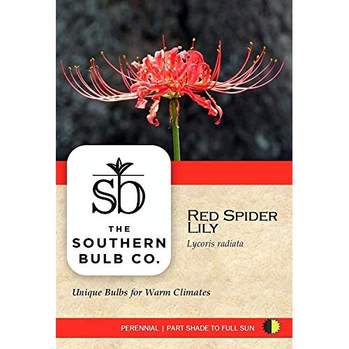 Heirloom Red Spider Lily Lycoris Radiata Bulbs, Fall Blooming Pe...