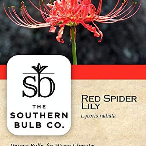 Heirloom Red Spider Lily Lycoris Radiata Bulbs, Fall Blooming Pe...