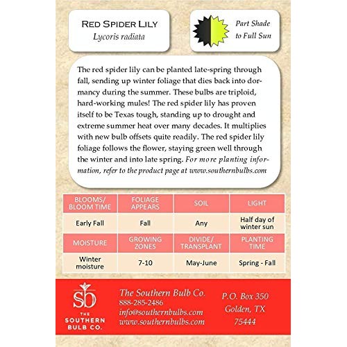 Heirloom Red Spider Lily Lycoris Radiata Bulbs, Fall Blooming Pe...