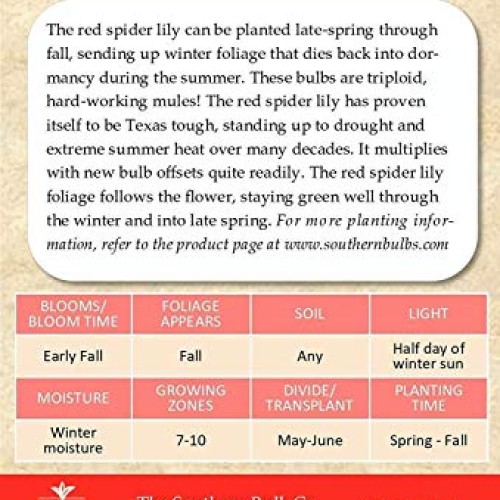 Heirloom Red Spider Lily Lycoris Radiata Bulbs, Fall Blooming Pe...