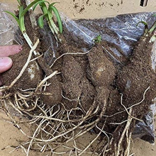 Heirloom Red Spider Lily Lycoris Radiata Bulbs, Fall Blooming Pe...