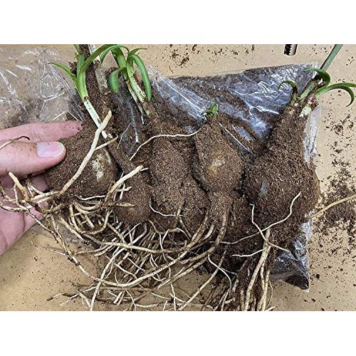 Heirloom Red Spider Lily Lycoris Radiata Bulbs, Fall Blooming Pe...