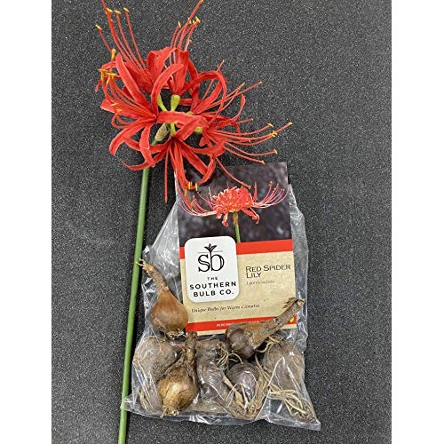 Heirloom Red Spider Lily Lycoris Radiata Bulbs, Fall Blooming Pe...