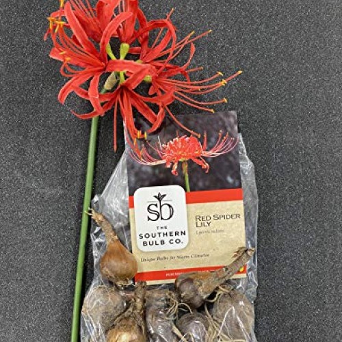 Heirloom Red Spider Lily Lycoris Radiata Bulbs, Fall Blooming Pe...