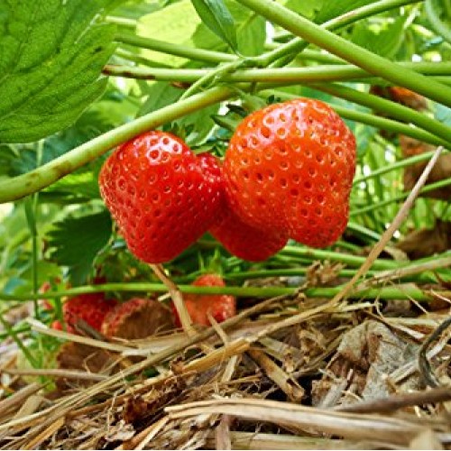 Eversweet Everbearing Strawberry 10 Bare Root Plants - Super Sweet