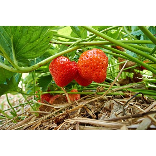 Eversweet Everbearing Strawberry 10 Bare Root Plants - Super Sweet