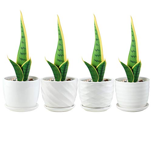 Plant Pots - 4.7 Inch Cylinder Ceramic Planters with Connected Sau...