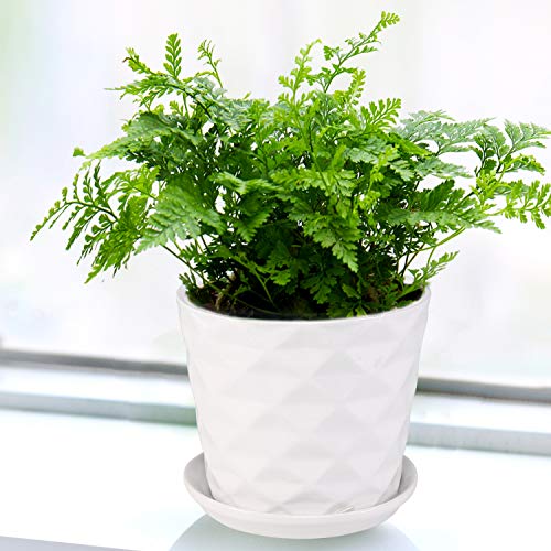 Plant Pots - 5.5 Inch Cylinder Ceramic Planters with Connected Sau...