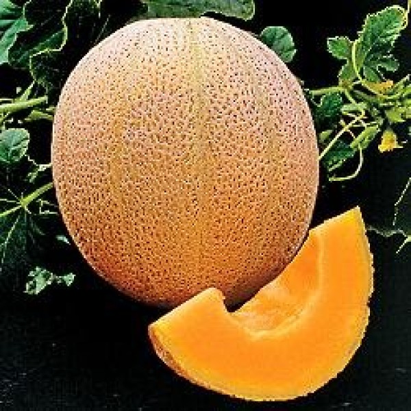 seed kingdom Cantaloupe Hales Best Jumbo Melon Heirloom Vegetable ...