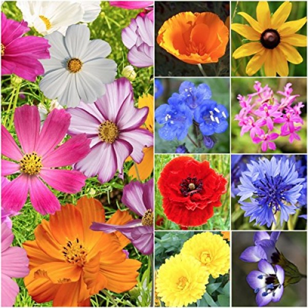 30,000 Seeds, Wildflower Mixture All Annual 20 Species Seeds By ...