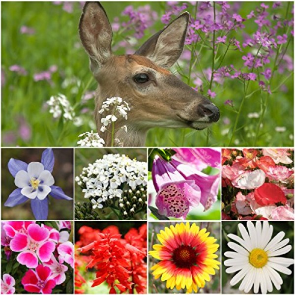 Bulk Package of 30,000 Seeds, Deer Resistant Wildflower Mixture 1...