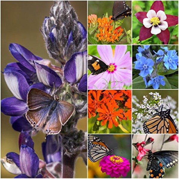 Package of 30,000 Seeds, Bird and Butterfly Wildflower Mixture 10...