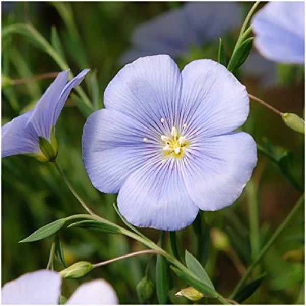 Package of 30,000 Seeds, Perennial Wildflower Mixture 100% Pure L...