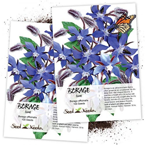 Seed Needs, Blue Borage Herb Borago officinalis Twin Pack of 100...