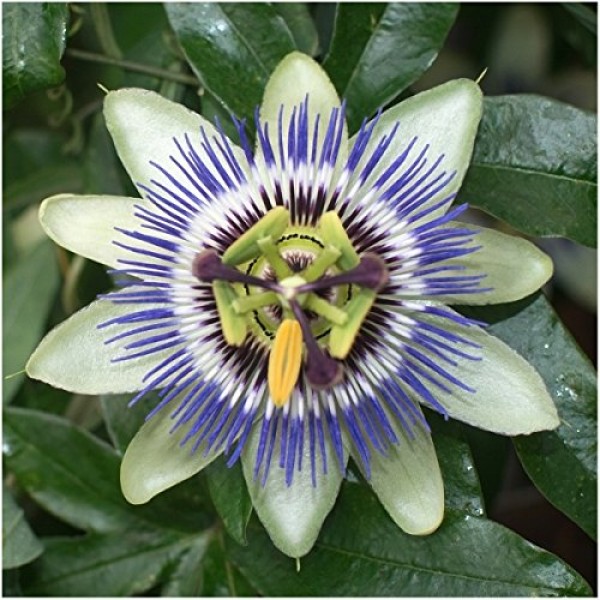 Seed Needs, Blue Passion Flower Passiflora caerulea Twin Pack of...