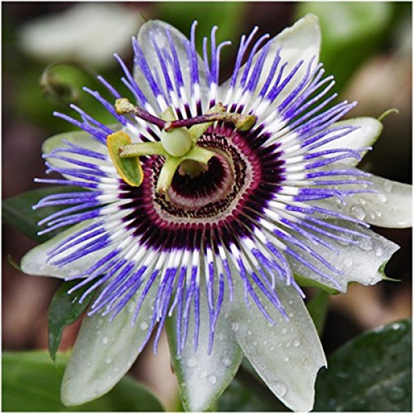 Seed Needs, Blue Passion Flower Passiflora caerulea Twin Pack of...