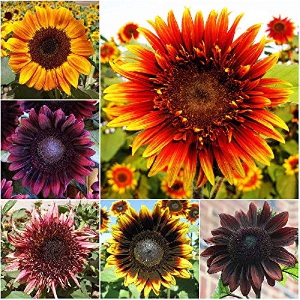 Seed Needs, Double Dance Sunflower Mix Helianthus annuus Twin Pa...