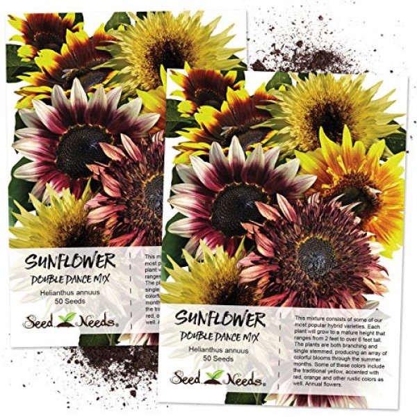 Seed Needs, Double Dance Sunflower Mix Helianthus annuus Twin Pa...