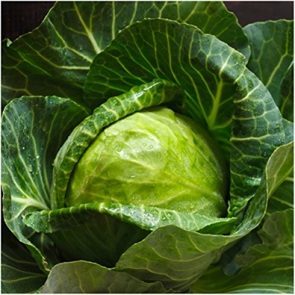 Seed Needs, Early Round Dutch Cabbage Brassica oleracea Twin Pac...