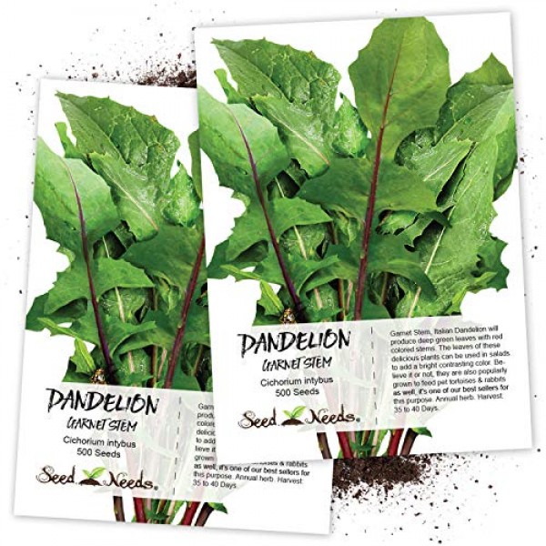 Seed Needs, Garnet Stem Dandelion Cichorium intybus Twin Pack of...