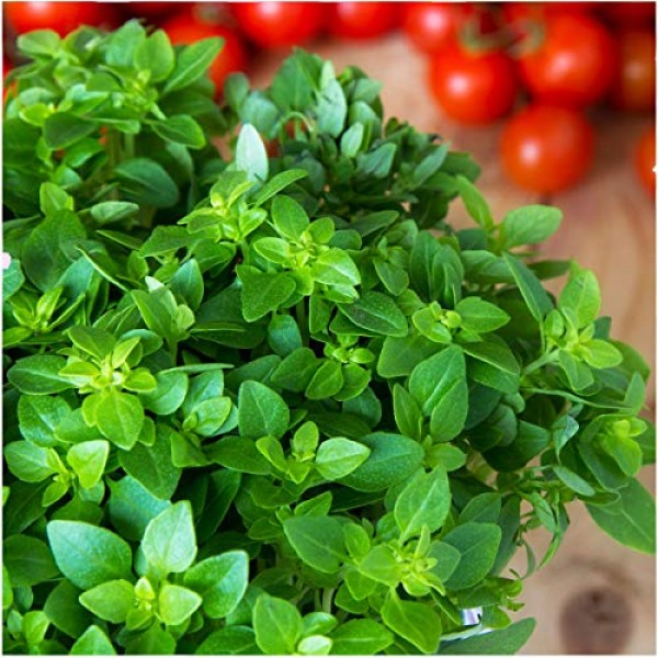 Seed Needs Italian Herb Seed Collection, Non-GMO Basil, Rosemary,...