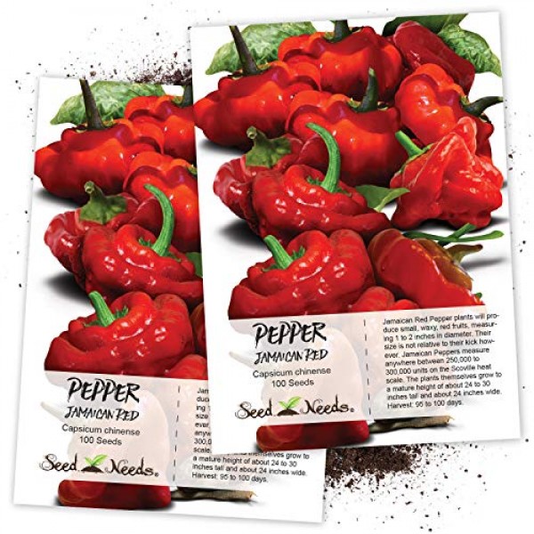 Seed Needs, Jamaican Red Pepper Capsicum chinense Twin Pack of 1...