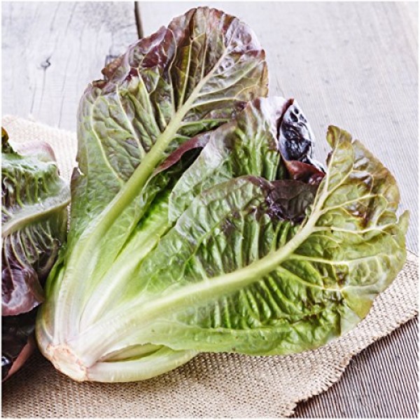 Seed Needs, Lettuce Lovers Seed Collection 8 Individual Packets ...