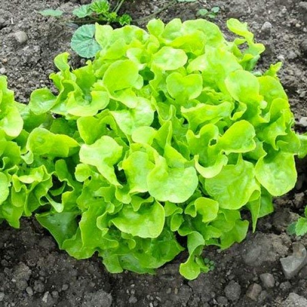 Seed Needs, Lettuce Lovers Seed Collection 8 Individual Packets ...