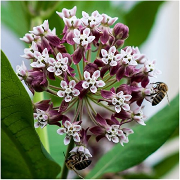 Seed Needs Milkweed Seed Collection 6 Individual Seed Packets Op...