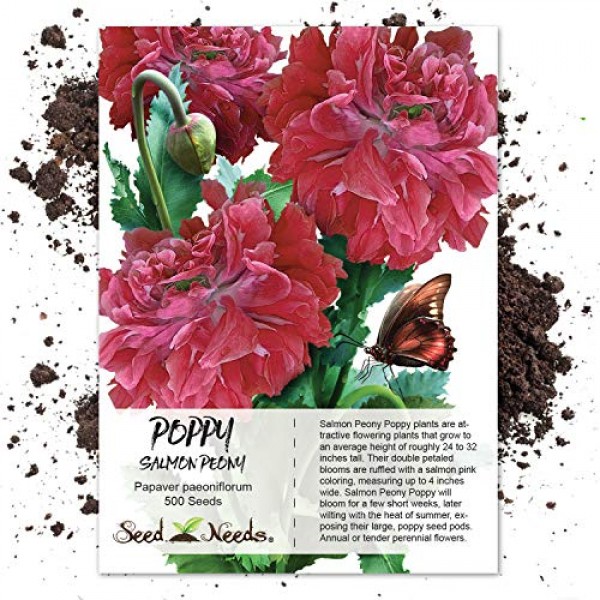 Seed Needs Peony Poppy Seed Collection 5 Individual Seed Packets...