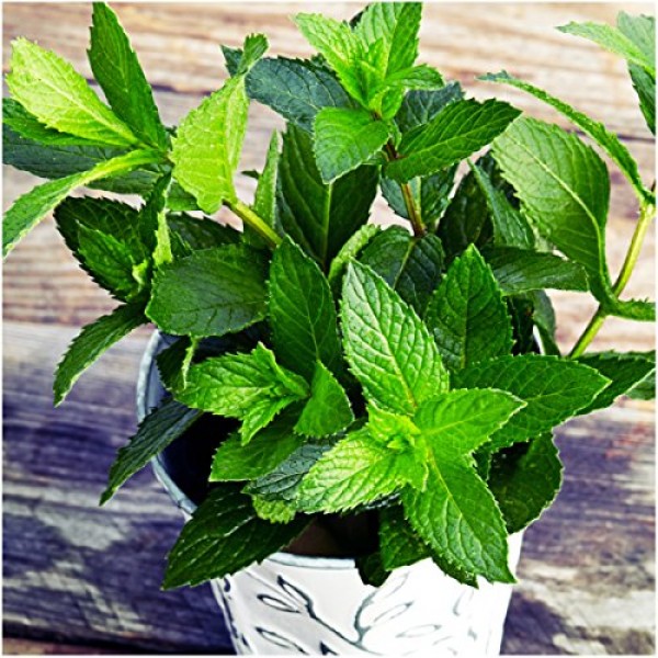 Seed Needs, Peppermint Herb Mentha piperita Twin Pack of 1,000 S...