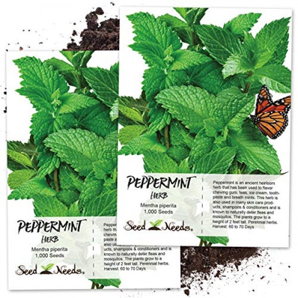 Seed Needs, Peppermint Herb Mentha piperita Twin Pack of 1,000 S...