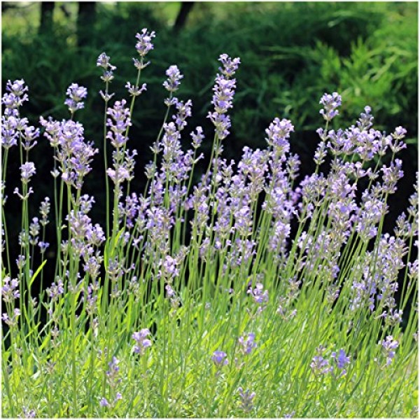 Seed Needs, Vera Lavender / True English Lavandula angustifolia ...
