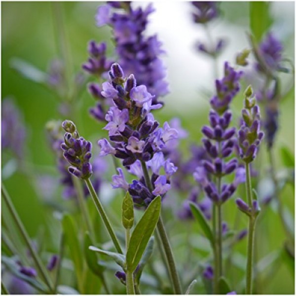 Seed Needs, Vera Lavender / True English Lavandula angustifolia ...
