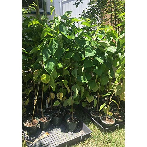 Delicious & Sweet & Tasty Fruit Bearing Red Mulberry Tree 2-3 Tal...